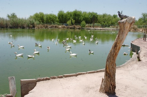 Otra vez. El Simas está tirando aguas negras nuevamente al parque Las Etnias y hay peligro de inundar el Lago de los Patos.
