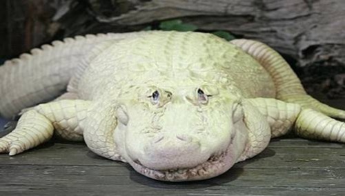 Una familia de la localidad selvática peruana de Bagua tenía como mascota a un cocodrilo blanco de 1.85 metros de largo, una especie en peligro de extinción.