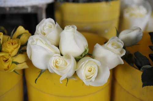 Para alcanzar un objetivo. Se recomienda colocar en la recámara 12 rosas blancas o 12 claveles blancos, y visualizar lo que quiera obtener en este 2011.
En este ritual no hay que ponerle freno a la imaginación. Debe visualizar todos sus deseos, por ejemplo: si desea mayor prosperidad en su negocio, imagínelo lleno de clientes.