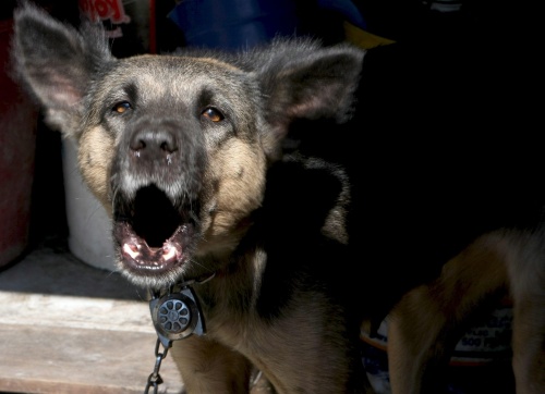 Un perro no entiende lo que le decimos. Por más que le hablemos, lo que él interpreta son nuestros gestos y estados de ánimo. Por ello, es necesario entender que su forma de expresarse principalmente es ladrando.

