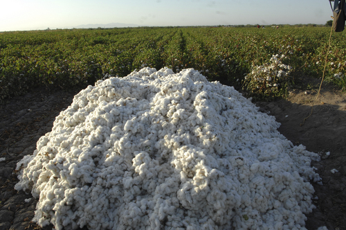 La espera. Algodoneros laguneros, no reciben ayuda del Gobierno Federal, pero sí logran que se dé la compra de coberturas para asegurar su producción en el ciclo agrícola 2011.