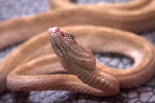 Un equipo internacional de paleontólogos demostraron que la especie marina Eupodophis descouensi poseía cuatro extremidades pero al evolucionar los reptiles actuales los perdieron.