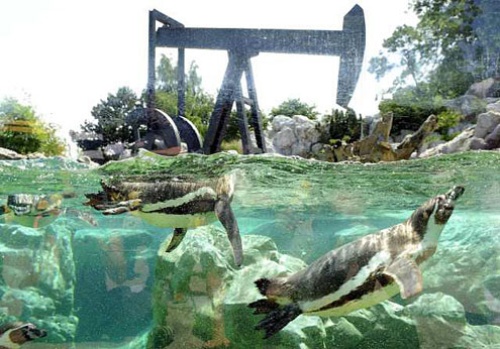 El zoo vienés de Schönbrunn, el más antiguo del mundo, situado en los jardines del palacio que fue la residencia veraniega de la familia imperial de los Habsburgo, ha sido nombrado el mejor parque zoológico de Europa de 2010. 