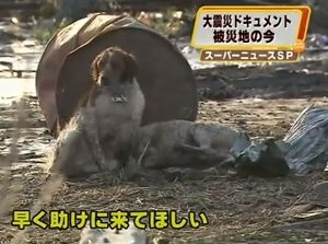En un video, el animal llama la atención de las personas que caminan en medio de una zona devastada, hasta el lugar donde hay un can herido.
