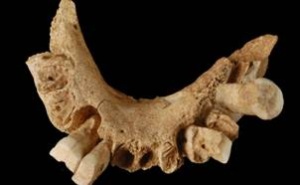 Paleontólogos españoles proponen un nuevo mapa de la evolución humana.