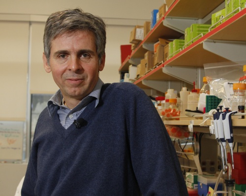 El neurocientífico. Arturo Álvarez Buylla, galardonado con el Premio Príncipe de Asturias de Investigación Científica y Técnica de 2011.