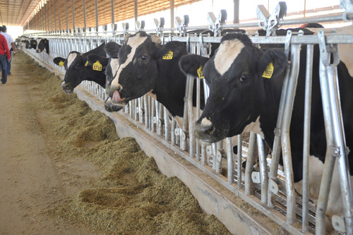 Problema. Los productores enfrentan pérdidas porque ha subido de precio el alimento del ganado, por lo que piden que se les aumente un peso el precio de cada litro de leche y que lo absorban las empresas. 