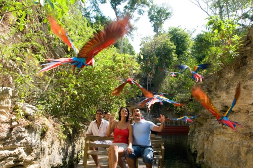 La organización internacional Guinness World Records otorgó el Certificado al parque ecológico Xcaret en el Caribe mexicano por la reproducción masiva de 105 guacamayas en 2009.