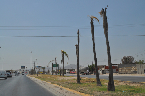 Secas. Así lucen las palmeras del periférico Gómez-Lerdo. 