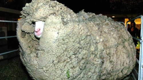 Muere 'Shrek', la oveja rebelde de Nueva Zelanda