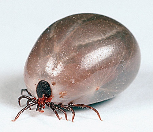 Época de garrapatas