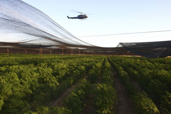 Personal castrense descubrió en Ensenada, BC, 120 hectáreas del enervante cubiertas con una malla y simuladas como plantaciones de tomate. 