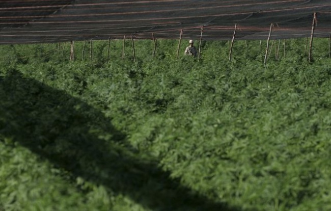 Megaplantío de marihuana era de 'El Chapo'