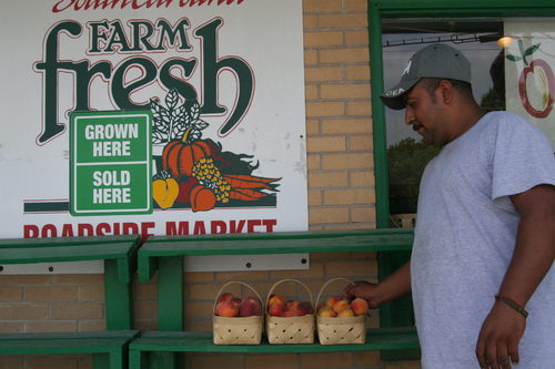 Al menos 17 mil. Para la Secretaría de Relaciones Exteriores el Programa de Trabajadores Agrícolas Temporales de Canadá ha resultado un éxito.