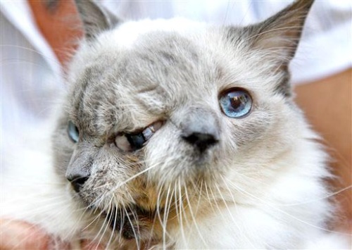 Frank and Louie no padecía la mayoría de los problemas comunes a los gatos Jano. (AP) 