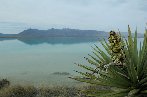 Estaba llena. Así lucía la Laguna de Churince, en Cuatrociénegas, hace cinco años.