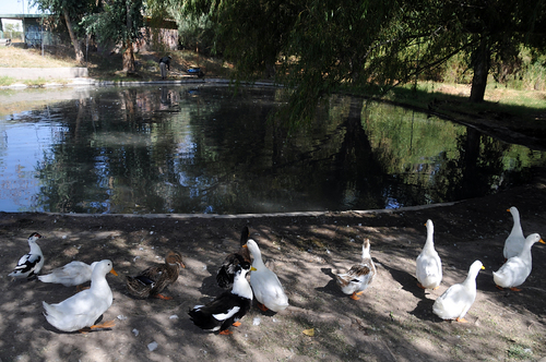 Se cierra. Tras la pérdida de decenas de patos, gansos y tortugas debido al ataque de perros y robo, se cierra mañana el Parque Las Etnias. Los animales que quedan fueron reubicados a un estanque. 
