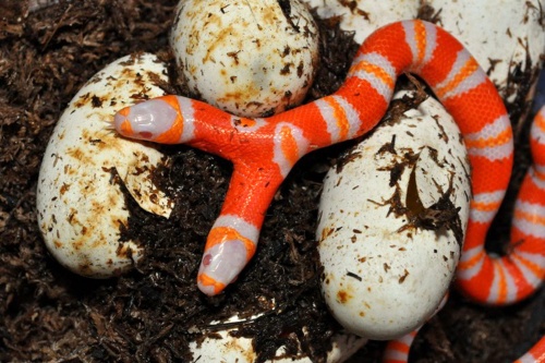 El nombre científico de la serpiente de leche hondureña o coral falso es Lampropeltis triangulum hondurensis. (EFE)
