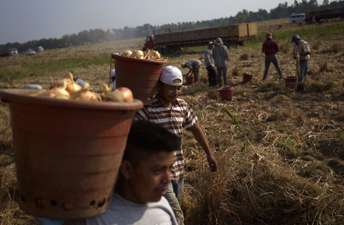 Retos. Un grupo de jornaleros en los campos de Atlanta, la cual enfrenta ahora problema de escasez de mano de obra.