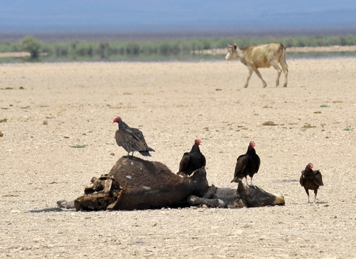 Panorama. La muerte del ganado significa que la gente no tendrá la posibilidad de alimentarse o de pagar un veterinario en alguna emergencia médica.