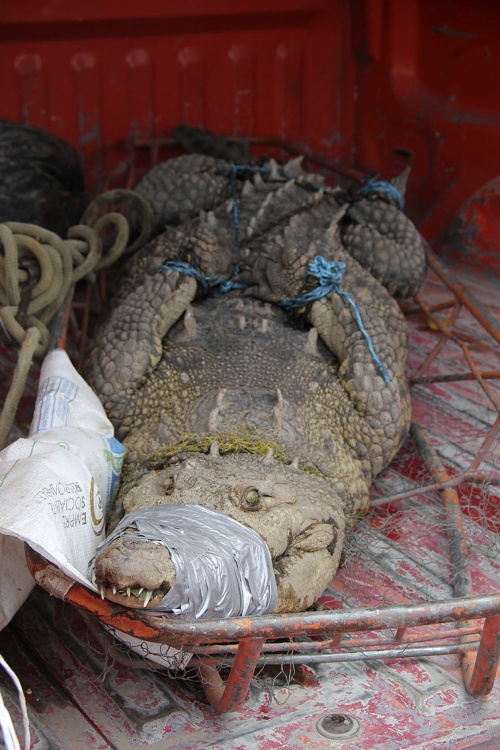 Capturan a un cocodrilo 'mascota' de 150 kilos en Jalisco