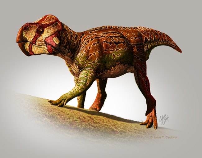 Identifican especies de dinosaurios con cuernos