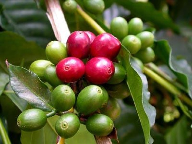 De acuerdo a un estudio, el consumo de granos de café verde, es decir, sin tostar, ayuda a bajar de peso rápidamente. ARCHIVO