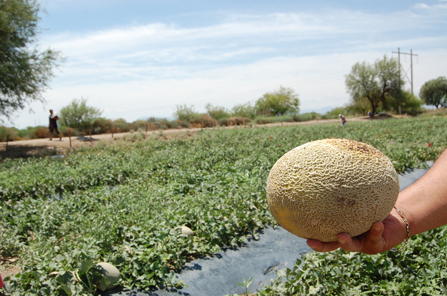 Demanda. El melón cuesta alrededor de 9 pesos.