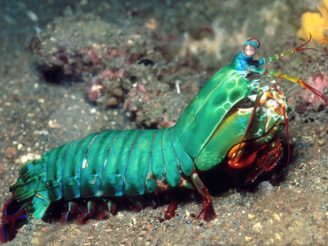 Los científicos han identificado la estructura que hace tan duro y destructivo los golpes con los cuales las tamarutacas, conocidas también como mantis marinas, quiebran la concha de moluscos e incluso el vidrio de los acuarios.