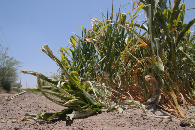 Por sequía. Los cultivos han visto afectado su crecimiento debido a la falta de agua en la región.