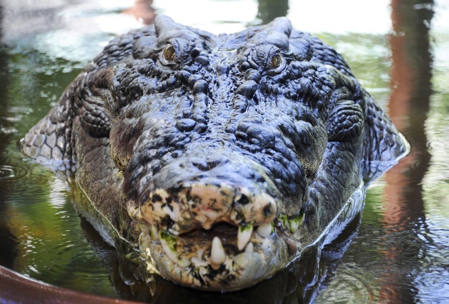 El reptil ya era una estrella antes de ser reconocido con el récord al ser una de las atracciones más conocidas de la ciudad de Bunawan, en el sur de Filipinas, donde habita en un parque natural.