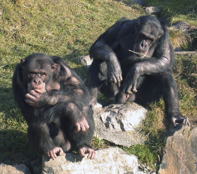 Los chimpancés le arrancaron un testículo a Andrew Oberle y algunos dedos.(Archivo)