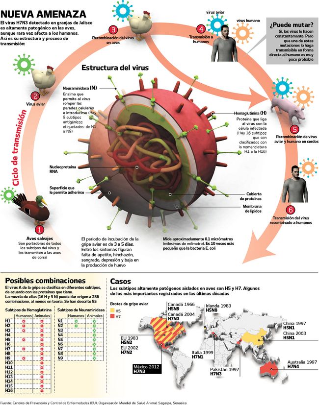 Gripe aviar: rutas de transmisión