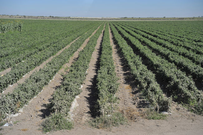 Falta lluvia. La sequía ha provocado la presencia de plagas en los forrajes del municipio de Lerdo así como un incremento en el precio de los insumos, como el diesel y los fertilizantes. 