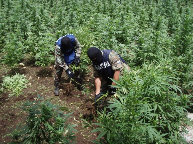 Hallan sembradío con más de 20 mil plantas de marihuana