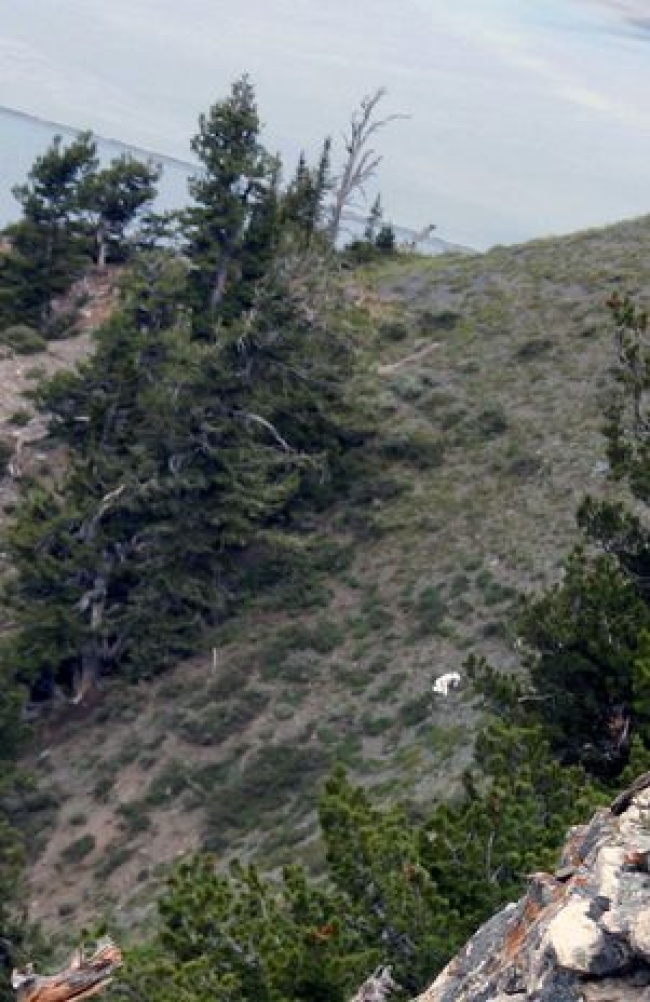 El hombre cabra, al centro, cerca de Ogden, Utah, en una fotografía del 15 de julio de 2012 proporcionada por Coty Creighton. Un hombre vestido como cabra fue visto por Creighton mientras iba de excursión por las montañas de Utah. (AP)