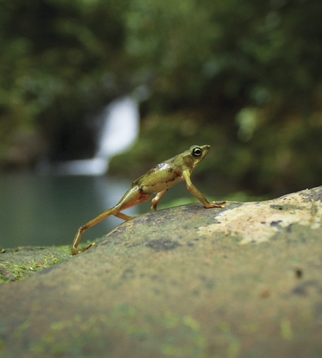 La rana Osteopilus Septentrionalis, una especie originaria de Cuba y las Islas Caimán, se ha reproducido de forma descontrolada en Puerto Rico.