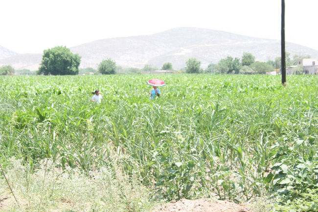 Afectados. Decenas de cultivos de forraje se han perdido debido a la falta de riego regular en el ejido Santa Fe desde el 2011.