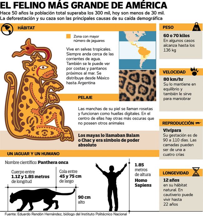Mundo maya. Los jaguares son una gran atracción.