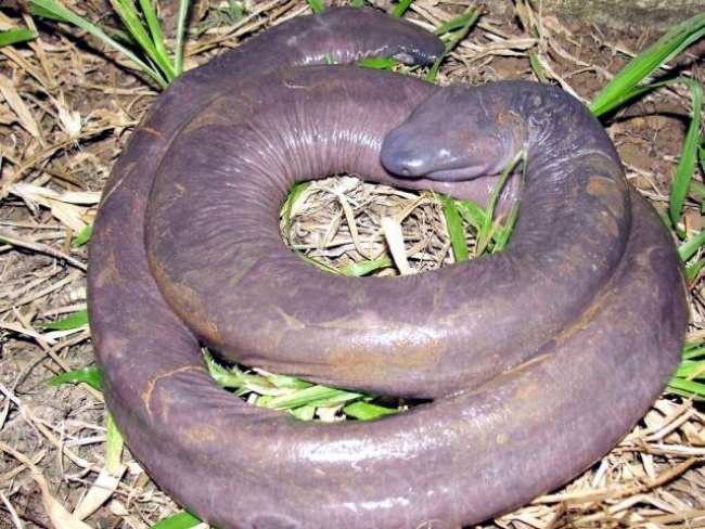Son de color gris, cuerpo alargado y piel lisa. De los seis ejemplares de la especie ´Atretochoana eiselti´, tres fueron devuletos al río, uno murió y los otros dos serán estudiados.