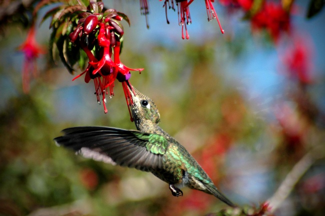 Colibrí alimentándose