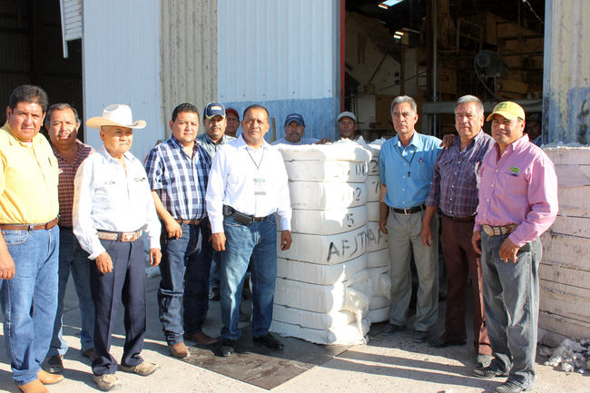 A vender.  Se maquilan las primeras pacas en 20 de Octubre. 