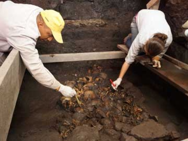 Una ofrenda con 45 cráneos, la mayor de este tipo, se encontró en la Plaza Gamio, donde se construye el nuevo vestíbulo del Museo del Templo Mayor.