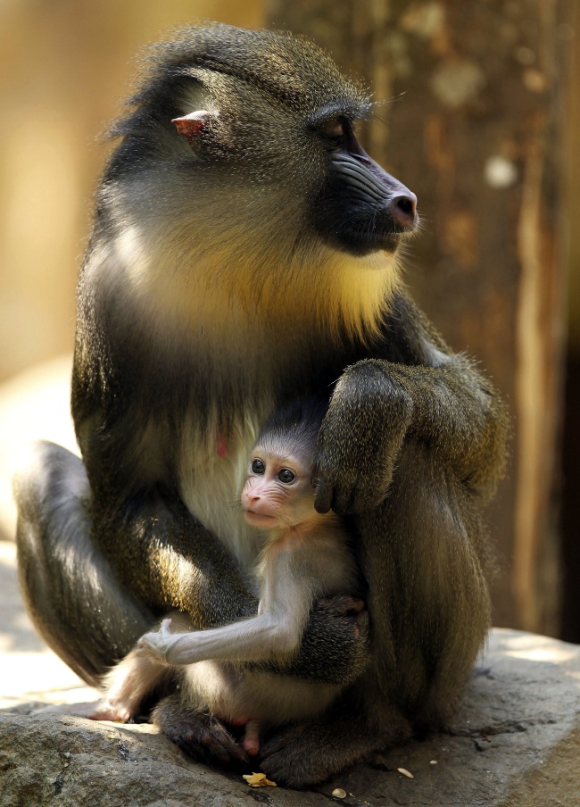 Primera cría de mandril en el Safari Park de Cisarua en Indonesia