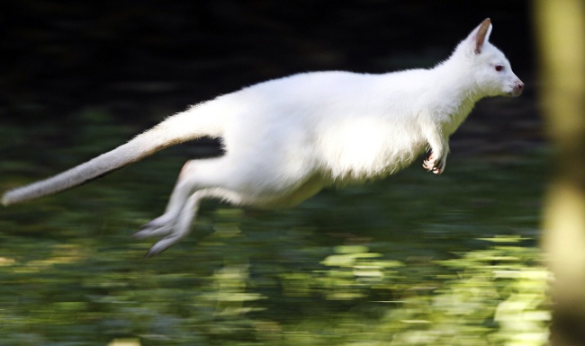 Canguro albino