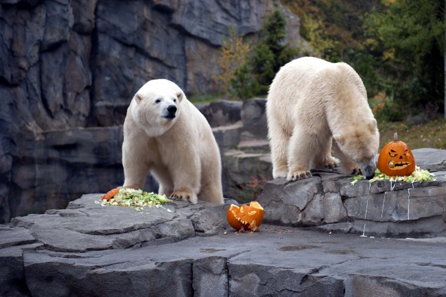 Osos polares comen calabazas de Halloween