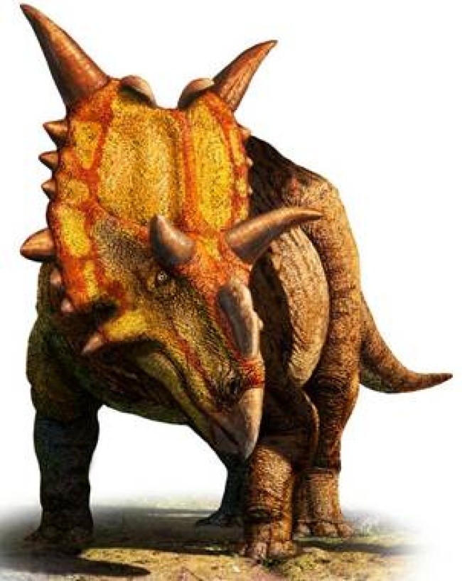 Este animal, que pesaba dos toneladas tenía cuatro cuernos y era herbívoro, formó parte de una era en que los dinosaurios gigantes se desarrollaron en América del Norte.