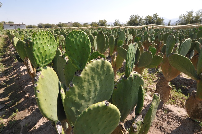 Debido a los beneficios que brinda el mucílago de nopal para modificar la viscosidad de soluciones acuosas, los investigadores propusieron que al extraer el mucílago, la solución viscosa que se obtenía podría ser una opción para mejorar el curado interno en concretos de alto comportamiento. ARCHIVO