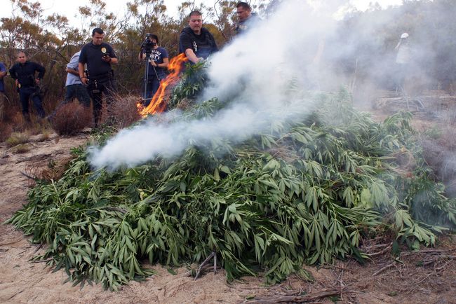 Mexicanos y chilenos a favor de legalizar cannabis