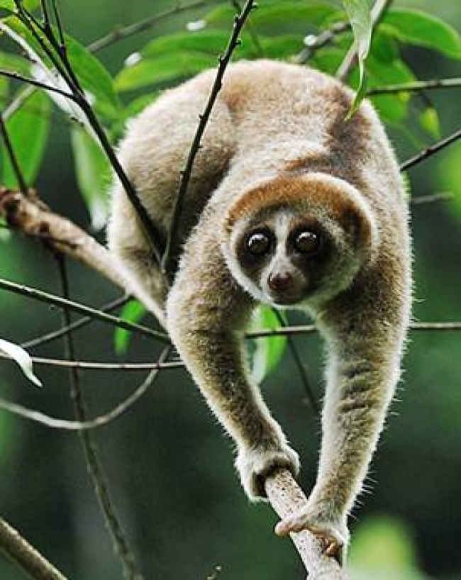 Este animal tiene una saliva altamente tóxica que utiliza para proteger a sus crías de posibles depredadores.